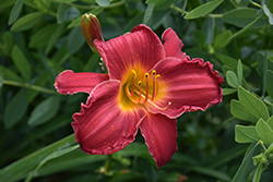 Happy Ever Appster Dynamite Returns Daylily (Hemerocallis 'Dynamite Returns') at A Very Successful Garden Center