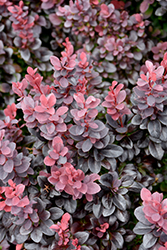 Concorde Japanese Barberry (Berberis thunbergii 'Concorde') at A Very Successful Garden Center