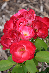 Firecracker Easy Elegance Rose (Rosa 'BAIcker') at A Very Successful Garden Center