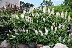 Bottlebrush Buckeye (Aesculus parviflora) at A Very Successful Garden Center
