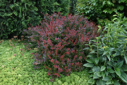 Crimson Ruby Barberry (Berberis thunbergii 'Criruzam') at A Very Successful Garden Center