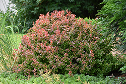 Admiration Japanese Barberry (Berberis thunbergii 'Admiration') at A Very Successful Garden Center