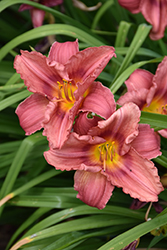 Happy Ever Appster Rosy Returns Daylily (Hemerocallis 'Rosy Returns') at Stonegate Gardens