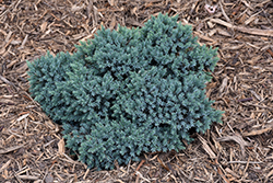 Blue Star Juniper (Juniperus squamata 'Blue Star') at A Very Successful Garden Center
