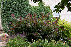 Purpleleaf Bailey Select American Hazelnut (Corylus americana 'Purpleleaf Bailey Select') at A Very Successful Garden Center