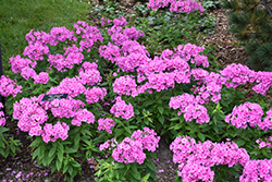 Flame Pink Garden Phlox (Phlox paniculata 'Flame Pink') at A Very Successful Garden Center