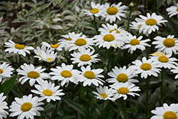 Snowbound Shasta Daisy (Leucanthemum x superbum 'Snowbound') at A Very Successful Garden Center