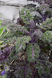 Redbor Kale (Brassica oleracea var. acephala 'Redbor') at Lakeshore Garden Centres