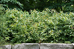 Bush Honeysuckle (Diervilla lonicera) at A Very Successful Garden Center