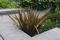 Bronze New Zealand Flax (Phormium tenax 'Atropurpureum') at Stonegate Gardens