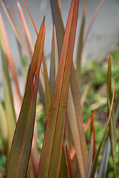 Bronze New Zealand Flax (Phormium tenax 'Atropurpureum') at Stonegate Gardens