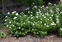 Japanese White Spirea (Spiraea albiflora) at A Very Successful Garden Center
