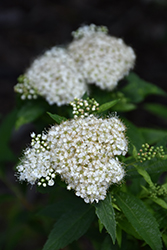 Japanese White Spirea (Spiraea albiflora) at A Very Successful Garden Center