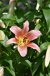 Gluhwein Lily (Lilium 'Gluhwein') at A Very Successful Garden Center