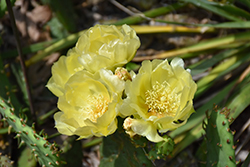 Prickly Pear Cactus (Opuntia humifusa) at A Very Successful Garden Center