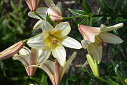 Ivory Belles Lily (Lilium 'Ivory Belles') at A Very Successful Garden Center
