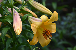 Saltarello Lily (Lilium 'Saltarello') at Lakeshore Garden Centres