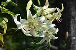 Sweet Surrender Lily (Lilium 'Sweet Surrender') at A Very Successful Garden Center