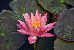 Wanvisa Hardy Water Lily (Nymphaea 'Wanvisa') at A Very Successful Garden Center