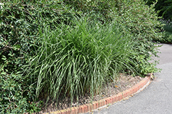 Grosse Fontaine Maiden Grass (Miscanthus sinensis 'Grosse Fontaine') at A Very Successful Garden Center