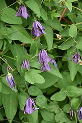 Purple Clematis (Clematis viticella) at Lakeshore Garden Centres
