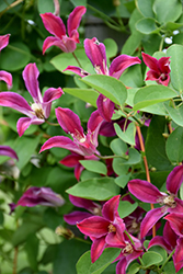 Sir Trevor Lawrence Clematis (Clematis texensis 'Sir Trevor Lawrence') at Lakeshore Garden Centres