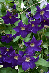 Viola Clematis (Clematis 'Viola') at Lakeshore Garden Centres