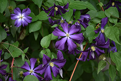 Galore Clematis (Clematis 'Evipo032') at Stonegate Gardens
