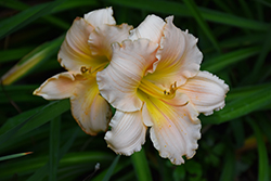 Fairy Tale Pink Daylily (Hemerocallis 'Fairy Tale Pink') at Lakeshore Garden Centres