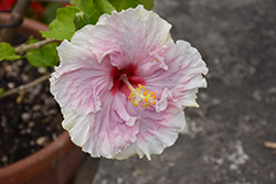 C'est Bon Cajun Hibiscus (Hibiscus rosa-sinensis 'C'est Bon') at Lakeshore Garden Centres