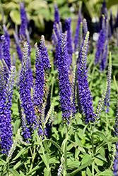 Goodness Grows Speedwell (Veronica 'Goodness Grows') at A Very Successful Garden Center