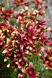 Satin & Lace Red Chiffon Tickseed (Coreopsis 'Red Chiffon') at Lakeshore Garden Centres