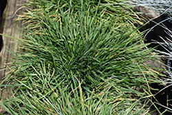 Pixie Fountain Tufted Hair Grass (Deschampsia cespitosa 'Pixie Fountain') at A Very Successful Garden Center