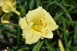 Fragrant Returns Daylily (Hemerocallis 'Fragrant Returns') at A Very Successful Garden Center