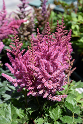 Little Vision In Pink Chinese Astilbe (Astilbe chinensis 'Little Vision In Pink') at Lakeshore Garden Centres