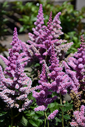 Little Vision In Purple Chinese Astilbe (Astilbe chinensis 'Little Vision In Purple') at Lakeshore Garden Centres