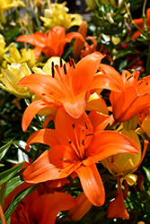 Brunello Lily (Lilium 'Brunello') at Lakeshore Garden Centres