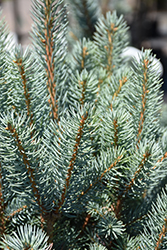 Blue Totem Spruce (Picea pungens 'Blue Totem') at A Very Successful Garden Center