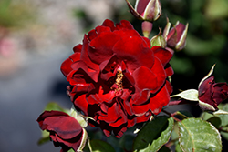Navy Lady Rose (Rosa 'Navy Lady') at A Very Successful Garden Center