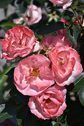 Calypso Rose (Rosa 'BAIypso') at A Very Successful Garden Center