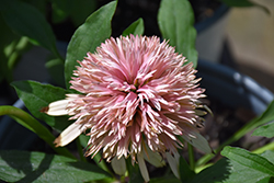 Cone-fections Cherry Fluff Coneflower (Echinacea 'Echcher298') at Stonegate Gardens