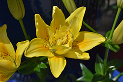 Fata Morgana Lily (Lilium 'Fata Morgana') at A Very Successful Garden Center