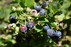 Jelly Bean Blueberry (Vaccinium 'ZF06-179') at A Very Successful Garden Center