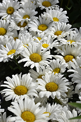 Daisy May Shasta Daisy (Leucanthemum x superbum 'Daisy Duke') at Stonegate Gardens