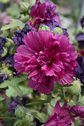 Queeny Purple Hollyhock (Alcea rosea 'Queeny Purple') at A Very Successful Garden Center