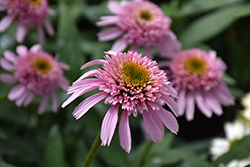 Cone-fections Pink Sorbet Coneflower (Echinacea 'Pink Sorbet') at A Very Successful Garden Center