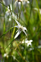 White Star Sedge (Dichromena colorata) at A Very Successful Garden Center