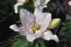Souvenir Lily (Lilium 'Souvenir') at A Very Successful Garden Center