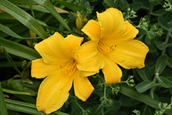 Buttered Popcorn Daylily (Hemerocallis 'Buttered Popcorn') at Lakeshore Garden Centres