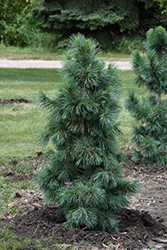 Silver Whispers Swiss Stone Pine (Pinus cembra 'Silver Whispers') at A Very Successful Garden Center
